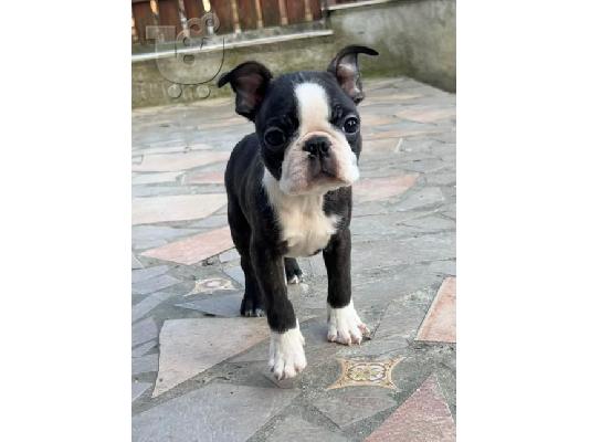 Boston Terrier – αρσενικό κουτάβι προς πώληση